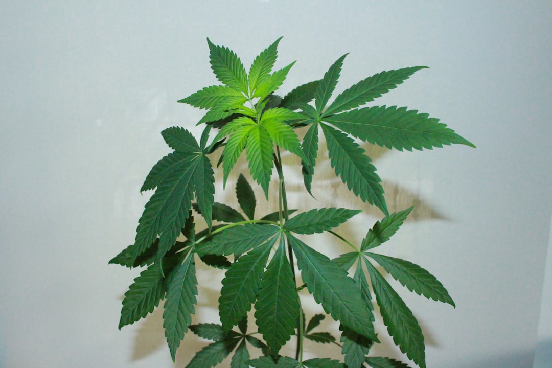 Photo Marijuana leaf